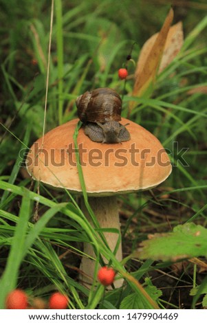 Snail sitting on a mushroom hat. Grape snail in vivo