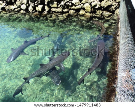 
Sharks at captivity at karimun jawa.