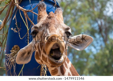 Giraffe on a summer day in the park. Portrait of a cute giraffe. Funny animal. 