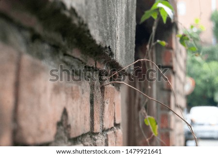Small plants grow in the gap between the walls, it is a little life , a little hope.