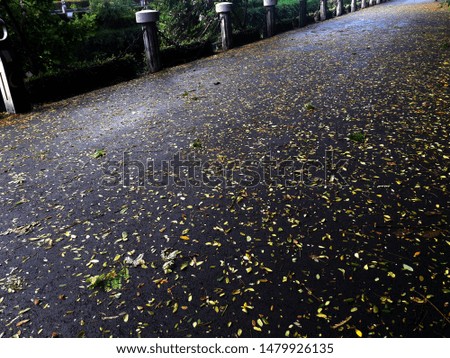 Colorful leaves on wet asphalt road after the rain.
