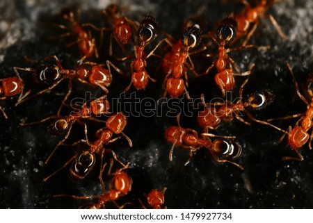 Red ants on the black granite background