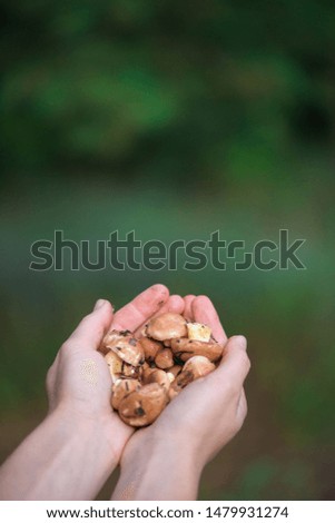 mushrooms in the girl's hand . vertical photo