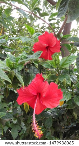 This is Show Flower. This is Very Useful Flowers in Indian Aayurved Science and Gardening.  Royalty-Free Stock Photo #1479936065