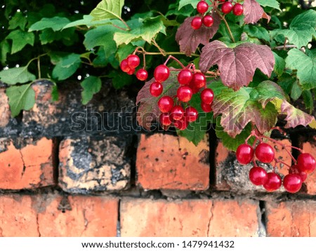 Red bright bunches of viburnum in front of orange ginger brick wall closeup. Autumn berries backdrop, warm background