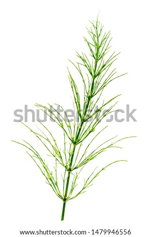 Cutting horsetail plants isolated on white background Royalty-Free Stock Photo #1479946556