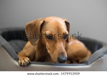 Cute dachshund in the bed