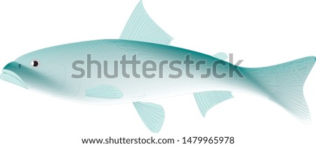 Color vector sketch of fish.