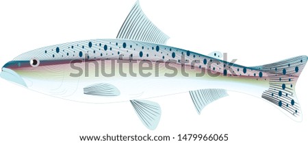 Color vector sketch of fish.