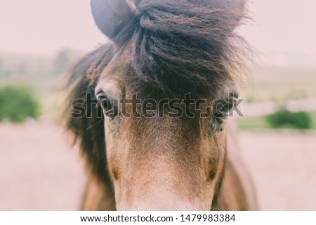 Eye of a brown horse