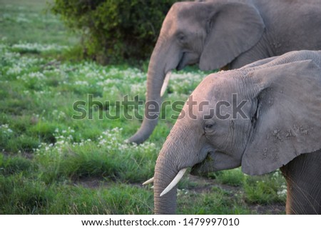 Green season in Amboseli national park. Portrait of two young african elephants on green savanna with white flowers. Kenya.