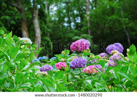 Picture of colorful hydrangeas in Japan 