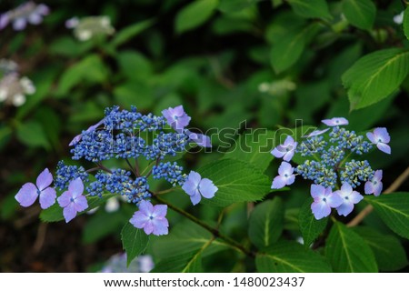 Picture of lace-cap hydrangeas in Japan