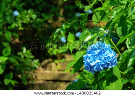 Picture of blue hydrangeas in Japan