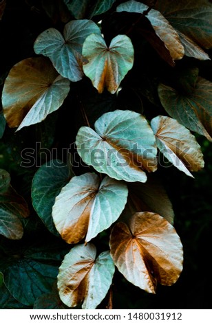 Bauhinia Aureifolia. An indigenous perennial tree in Asia . Golden leaf, Very rare plant species.The leaves have a heart shape and velvety texture. The colors will become golden when they get more age