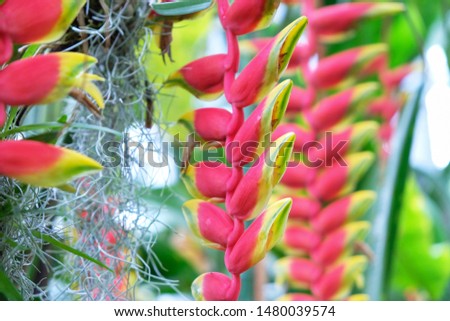 Picture of Heliconia rostrata known as Lobster-claws