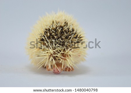 Cute hedgehog 'normal pinto white face' , this pictures was taken on isolated white background by Nikon D3200