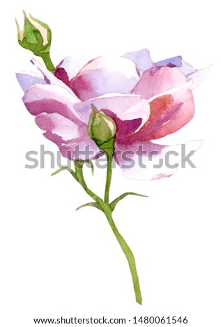 Watercolor rose, isolated element for your unique design.