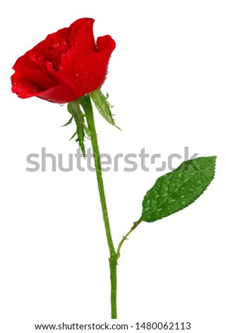 Red rose with leaves and water drop isolated on white background