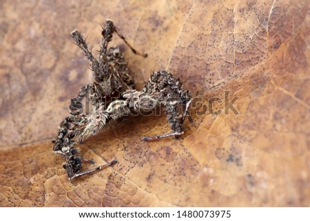 Brown jumping spider on brown dry leaf background