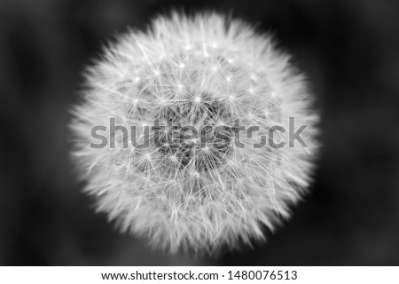 
Dandelion flower's delicate structure of seeds with dark background; black and white close-up photo.