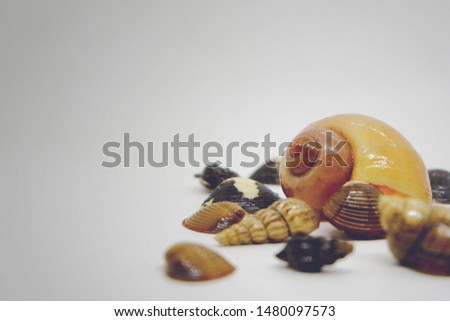 Snail & clam shells wallpaper with gray background