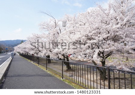 
Japanese cherry blossoms blooming beautifully in spring