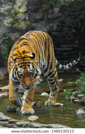 A beautiful tiger, a large predatory cat on the background of a stream and saturated emerald green forest (jungle), a powerful wild beast Amur tiger in summer