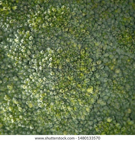 Fresh broccoli close-up as a picture background                    
