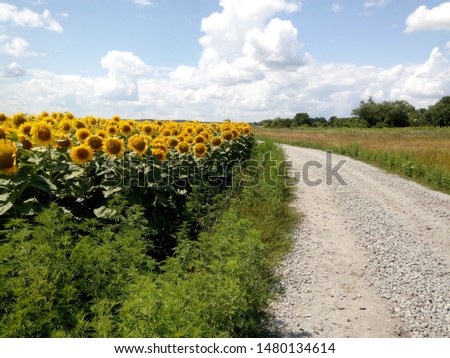 Field of yellow sunflowers on a background of blue sky