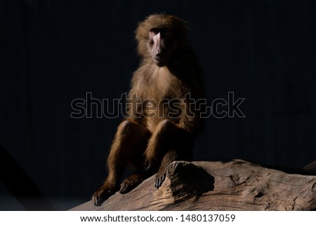 A solitary monkey. Baboon isolated