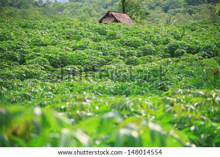 cassava farm in thailand