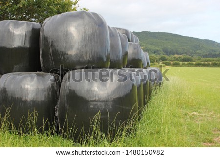 hay straw bales bagged protected plastic covered silage  in pile stack row for feed food at harvesting time stock, photo, photograph, image, picture, 