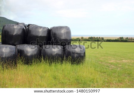 hay straw bales bagged protected plastic covered silage  in pile stack row for feed food at harvesting time stock, photo, photograph, image, picture, 