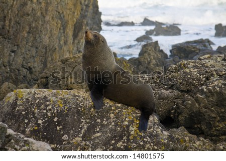 Seal posing for a picture on a rock in New Zealand