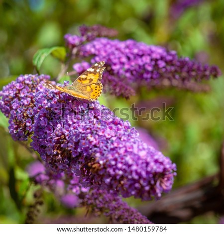 Painted Lady Butterfly on a Purple Cone Flower in Scotland