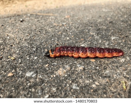 Butterfly larva, usually worm-shaped with several pairs of legs