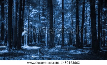 infrared moonlit night blue forest
