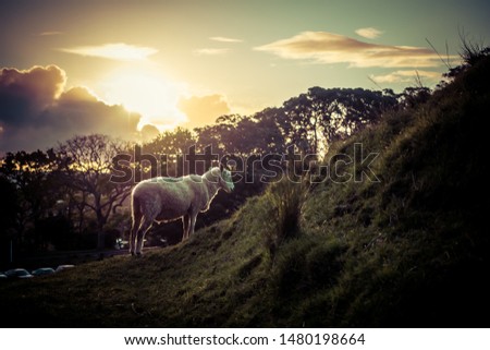 a sheep at one tree hill Auckland 