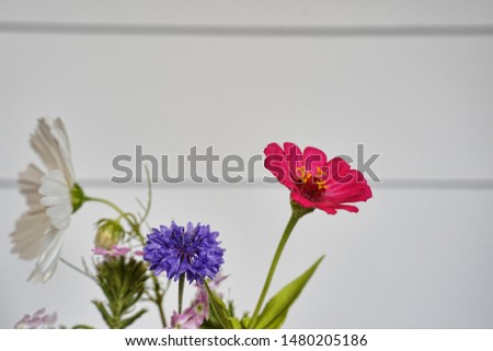 A variety of cut flowers in a vase in front of a shiplap wall. Wildflowers, Zinnia, Comos, Bachelor Button, Dahlia.                                                     