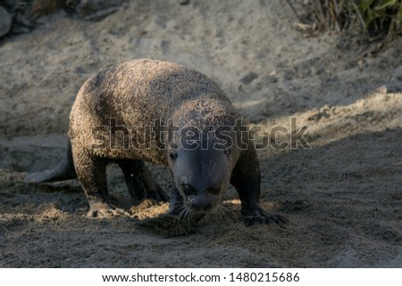 Gigant Otter in the sand