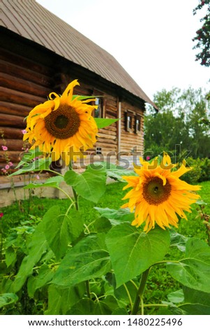 Rural picture Two bright sunflowers with old wooden house on the background