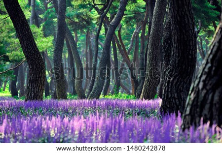 lavender flowers and pine trees