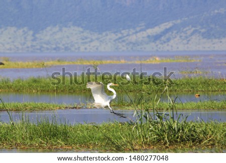 Great white egret (Ardea alba) in Lake Natron in the Great Rift Valley, on the border between Kenya and Tanzania.