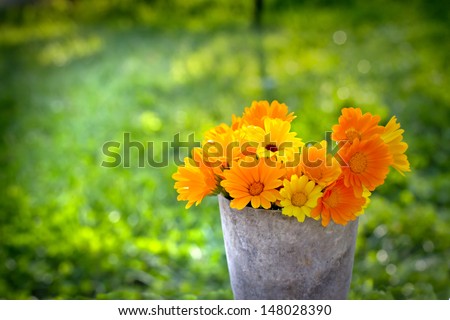 The orange flowers of calendula . Selective focus