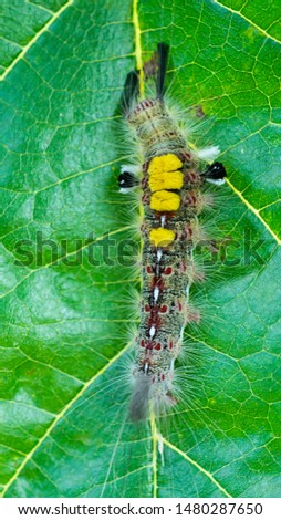 hairy caterpillar worm on the green leaf