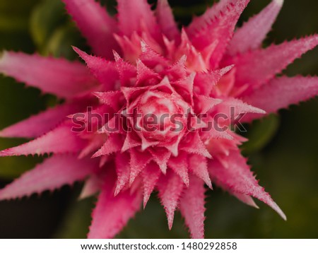 Bromelia Flower Texture, Pink flower with spikes. (macro / close up)