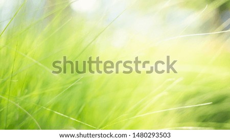 soft focus natural background leaves the grass in the garden on the back light
