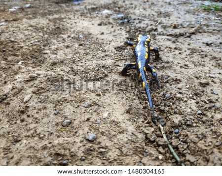 the salamander walks in nature