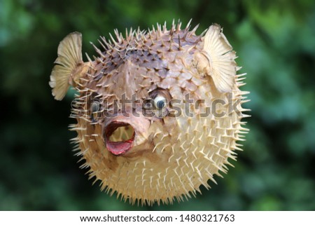 Photo of a prepared blowfish against blurred background